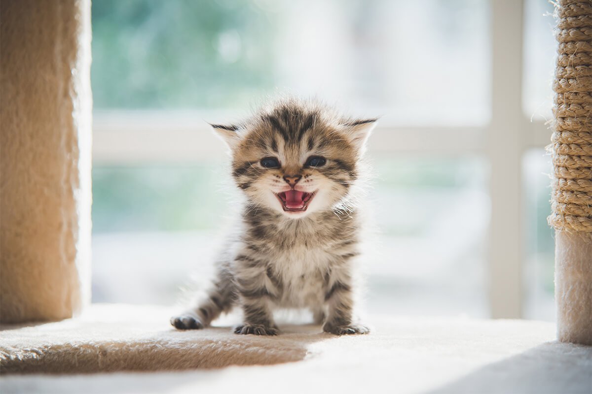 【獣医師監修】これって異常?猫の鳴き声でわかる「気持ち」と「SOS」
